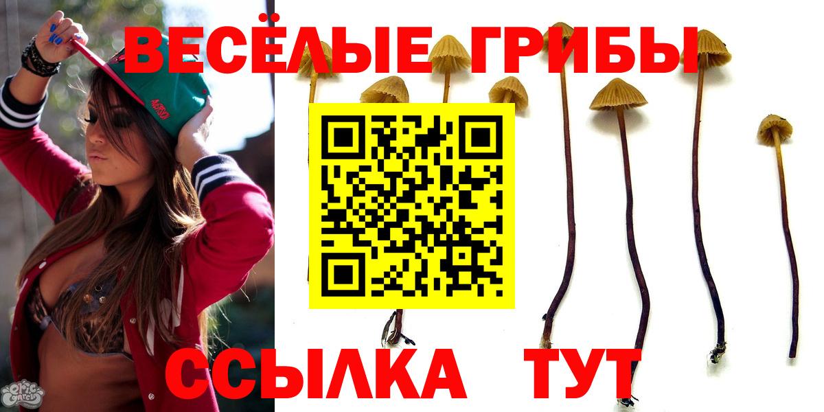 Галлюциногенные грибы Psilocybine cubensis Дербент